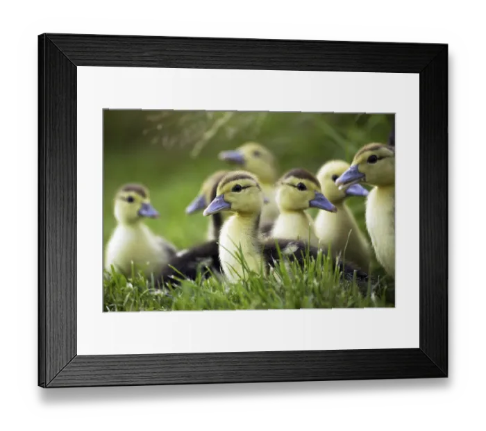 Framed Print : Muskovy Duck (cairina moschata)