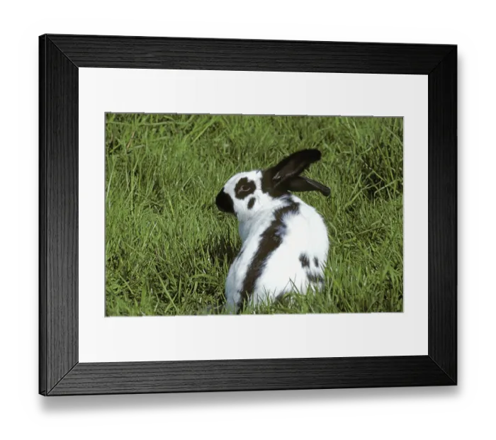 Framed Print : French Domestic Rabbit called Geant Papillon Francais