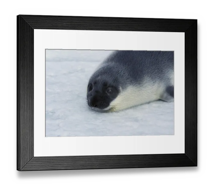 Framed Print : Hooded Seal (cystophora cristata)