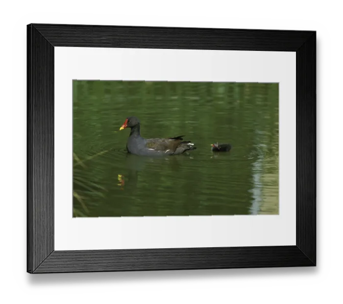 Framed Print : Common Moorhen (gallinula chloropus) or European Moorhen