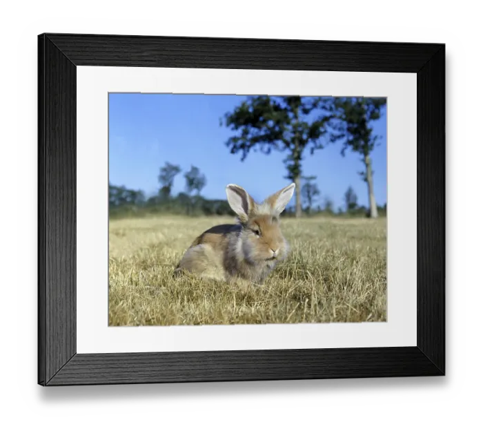 Framed Print : Angora Domestic Rabbit Framed Print : Angora Domestic Rabbit