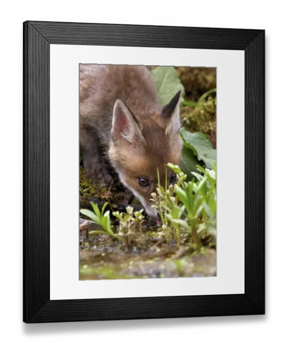 Framed Print : Red Fox (vulpes vulpes), Cub drinking Water Framed Print : Red Fox (vulpes vulpes), Cub drinking Water