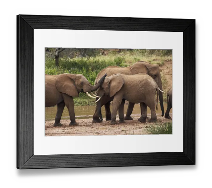 Framed Print : African Elephant (loxodonta africana)