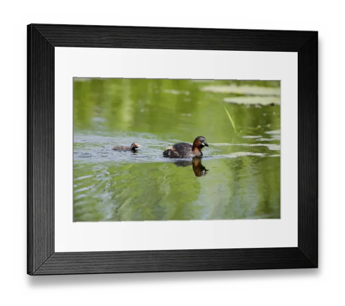 Framed Print : Little Grebe (tachybaptus ruficollis)