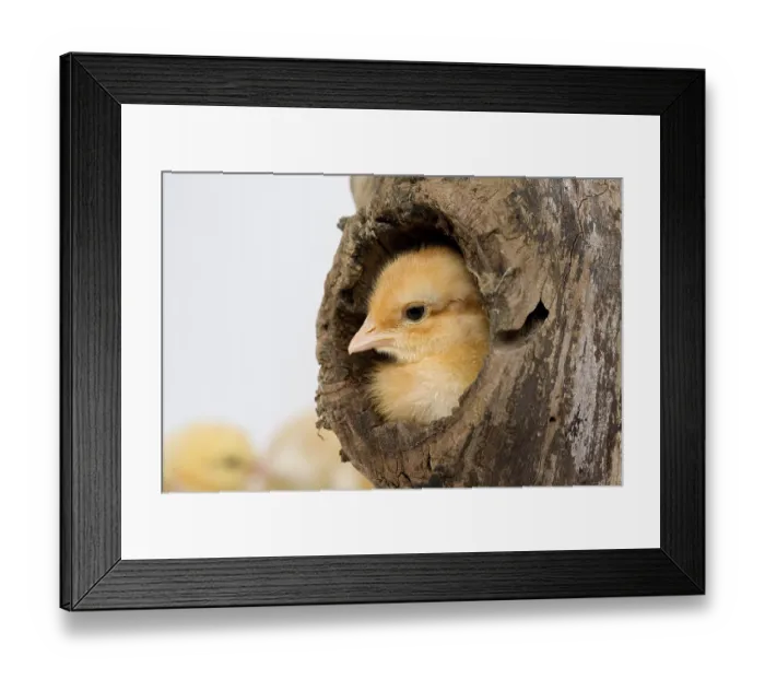 Framed Print : Chicks against White Background