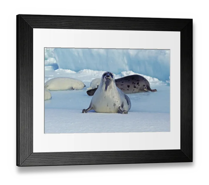 Framed Print : Harp Seal (pagophilus groenlandicus) Framed Print : Harp Seal (pagophilus groenlandicus)