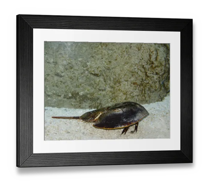 Framed Print : Atlantic Horseshoe Crab, limulus polyphemus