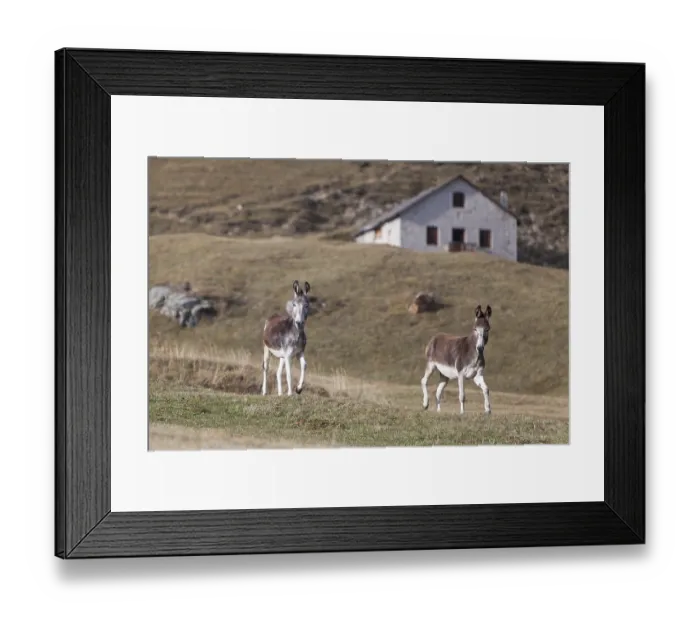Framed Print : Two Domestic Donkeys (Equus asinus asinus) on a mountain pasture