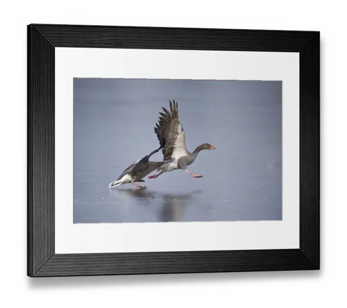 Framed Print : Grey Geese (Anser anser) fighting on a frozen pond