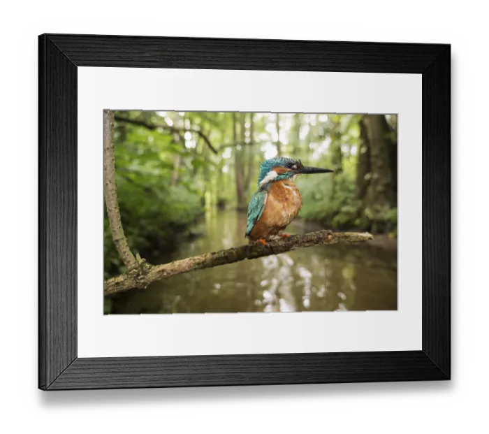 Framed Print : Common kingfisher (Alcedo atthis) Framed Print : Common kingfisher (Alcedo atthis)