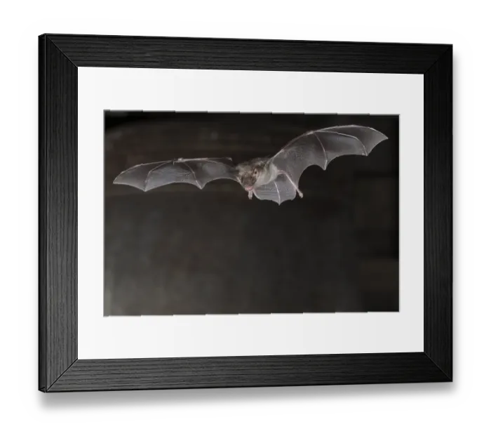 Framed Print : Greater mouse-eared bat (Myotis myotis)