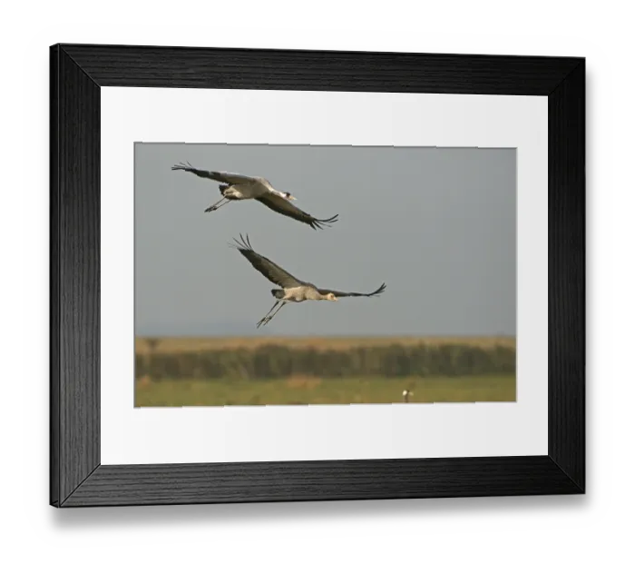 Framed Print : Cranes (Grus grus) Framed Print : Cranes (Grus grus)