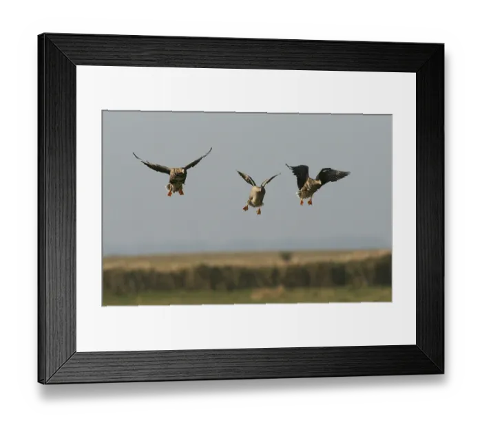 Framed Print : Greater white-fronted geese (Anser albifrons)