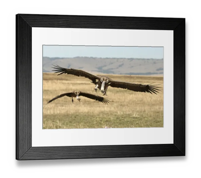Framed Print : White-backed Vulture (gyps africanus) in flight