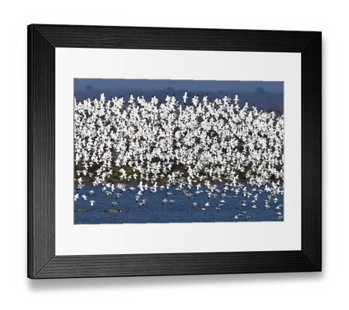 Framed Print : Flock of Pied avocets (Recurvirostra avosetta) Framed Print : Flock of Pied avocets (Recurvirostra avosetta)