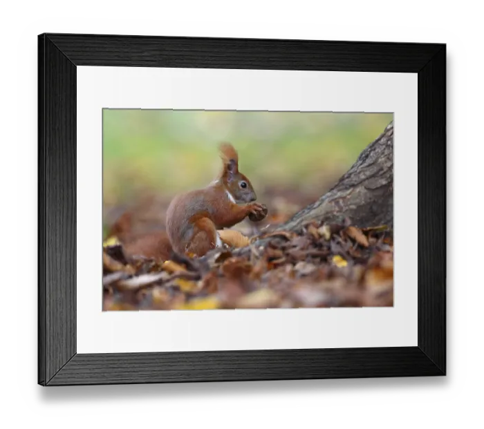 Framed Print : Red Squirrel (Sciurus vulgaris) Framed Print : Red Squirrel (Sciurus vulgaris)