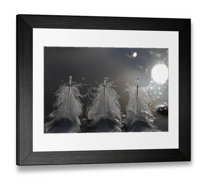 Framed Print : Mute Swan (Cygnus olor), feathers in the water