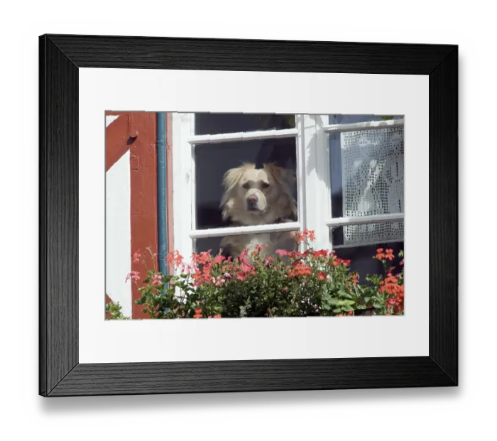 Framed Print : Dog (Canis lupus familiaris) looking out of a window
