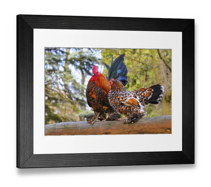 Framed Print : Feathered bantams, pair Framed Print : Feathered bantams, pair