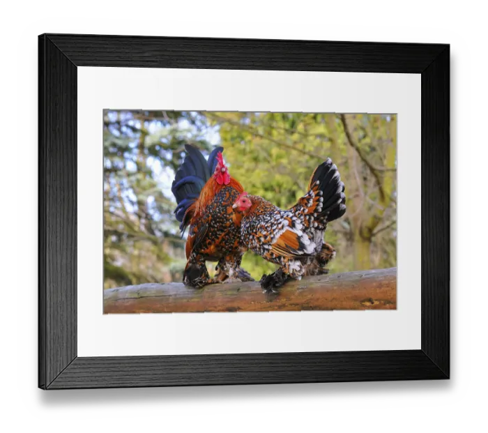 Framed Print : Feathered bantams, pair Framed Print : Feathered bantams, pair