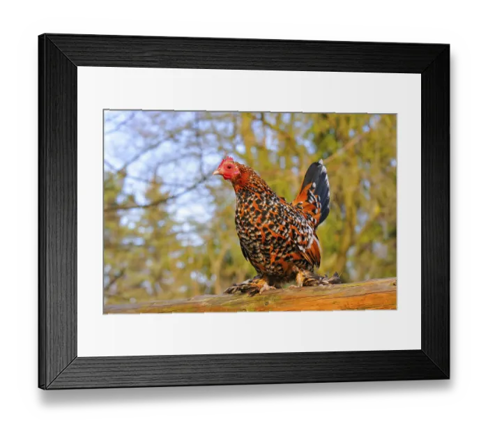 Framed Print : Feather-footed bantam, hen