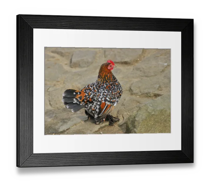 Framed Print : Feather-footed bantam, hen Framed Print : Feather-footed bantam, hen