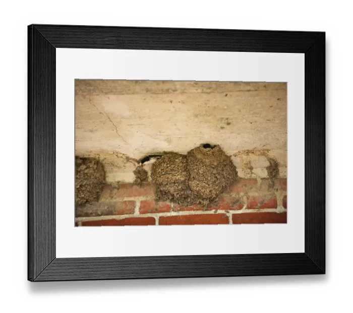 Framed Print : House Martin Framed Print : House Martin
