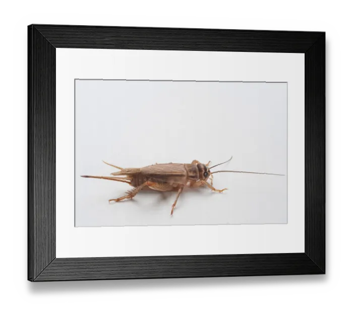 Framed Print : Cricket Cricket