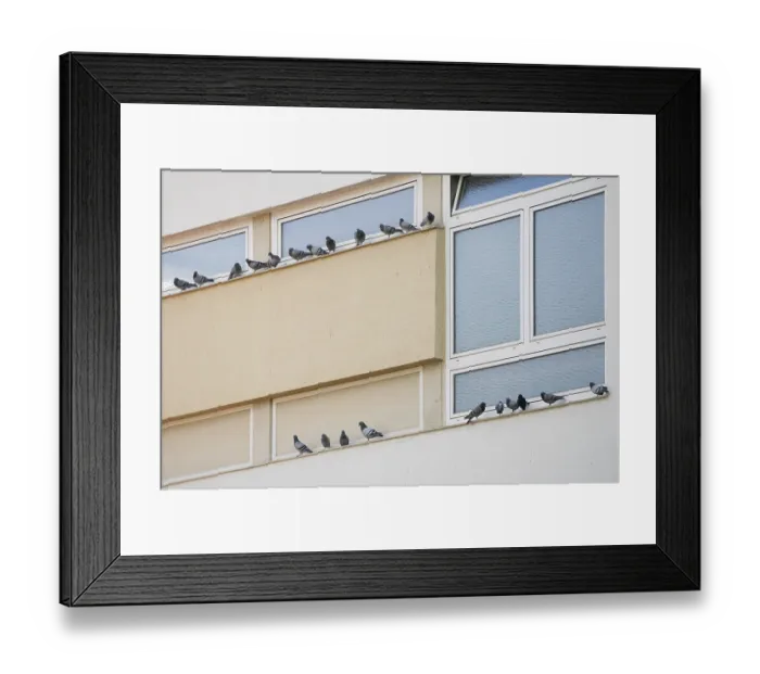 Framed Print : Domestic Pigeon