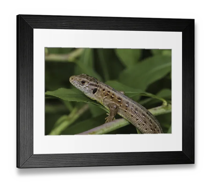 Framed Print : Basking sand lizard (Lacerta a. agilis)