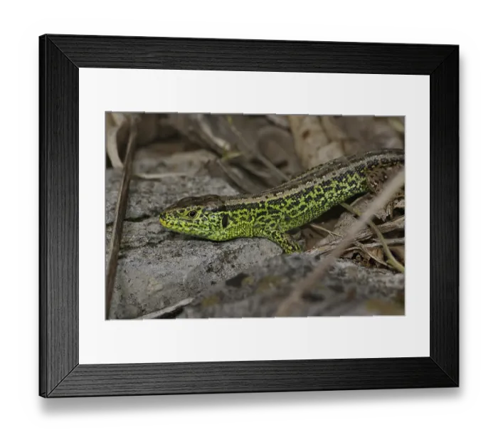 Framed Print : Sand lizard (Lacerta a. agilis)