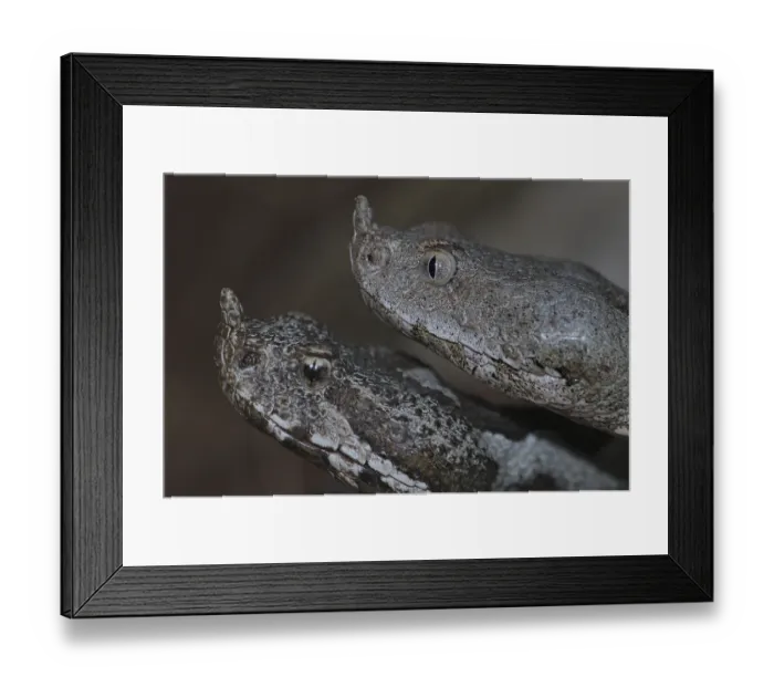 Framed Print : Horned otter couple