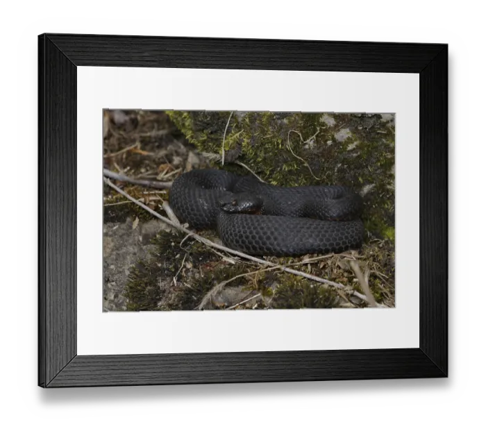 Framed Print : Black alpine viper (Vipera aspis atra) Framed Print : Black alpine viper (Vipera aspis atra)