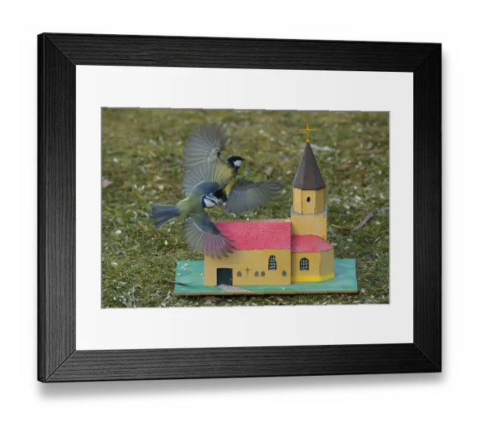 Framed Print : Blue tit (Cyanistes caeruleus) Framed Print : Blue tit (Cyanistes caeruleus)