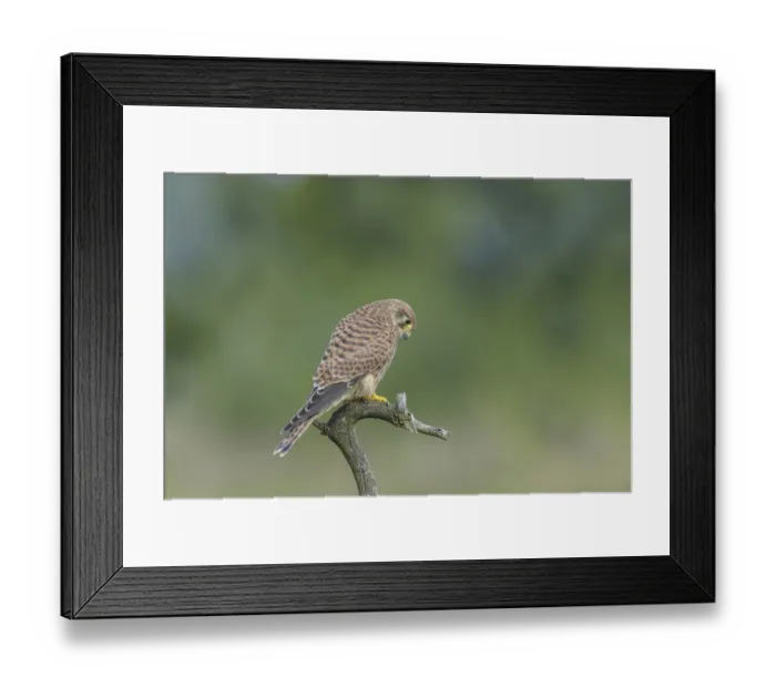 Framed Print : Common Kestrel