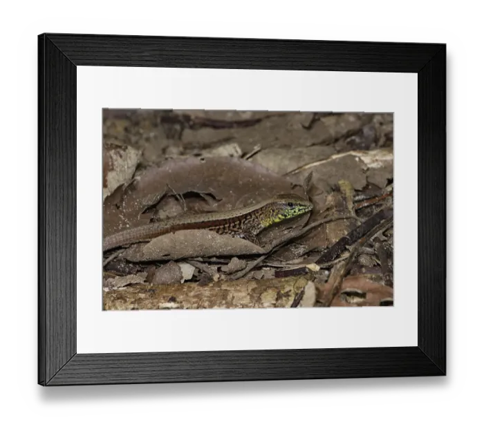 Framed Print : Four-striped Ameiva (Ameiva quadrilineata) Framed Print : Four-striped Ameiva (Ameiva quadrilineata)