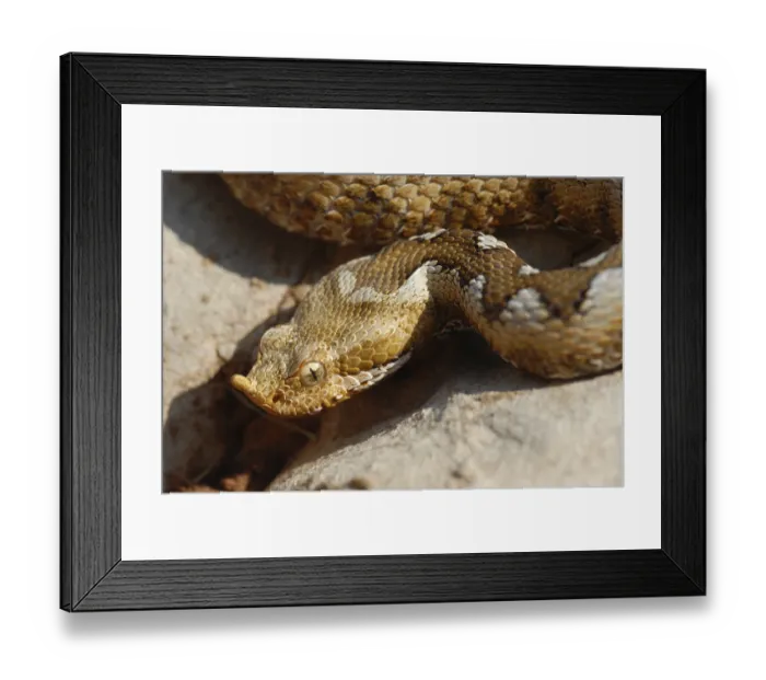 Framed Print : Horned viper (Vipera ammodytes) Framed Print : Horned viper (Vipera ammodytes)