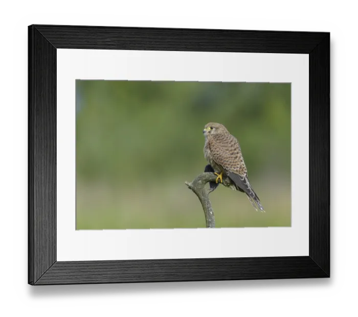 Framed Print : Kestrel (Falco tinnunculus) Framed Print : Kestrel (Falco tinnunculus)