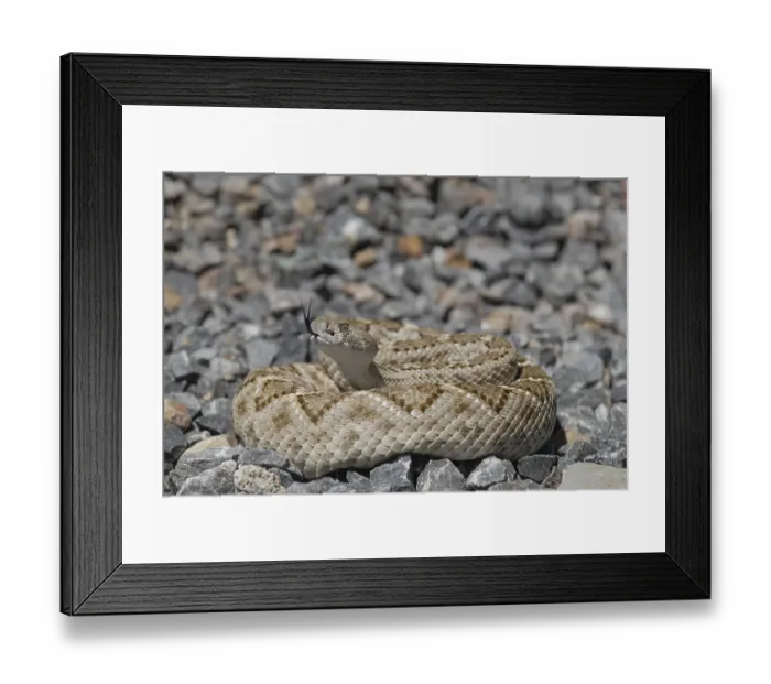 Framed Print : Texas rattlesnake (Crotalus atrox) Framed Print : Texas rattlesnake (Crotalus atrox)