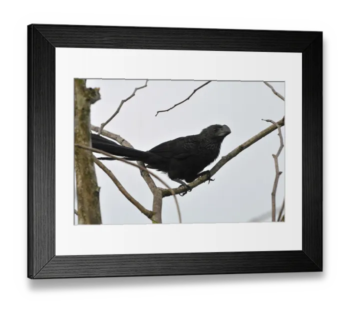 Framed Print : Smooth-billed Ani (Crotophaga ani)