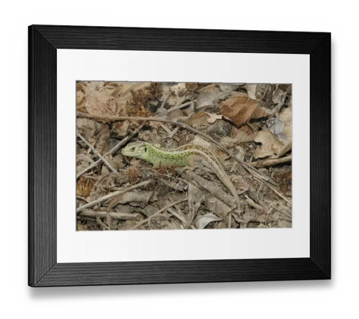Framed Print : Sand lizard (Lacerta a. agilis)
