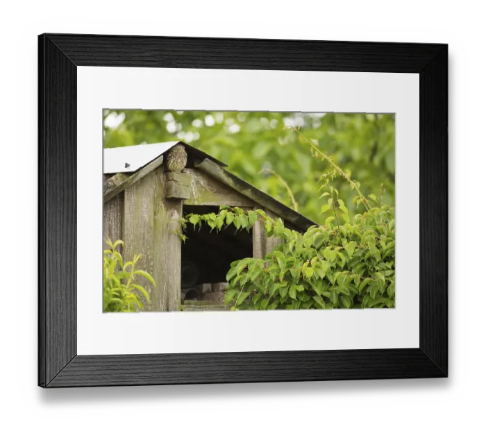 Framed Print : Little owl (Athene noctua) Framed Print : Little owl (Athene noctua)