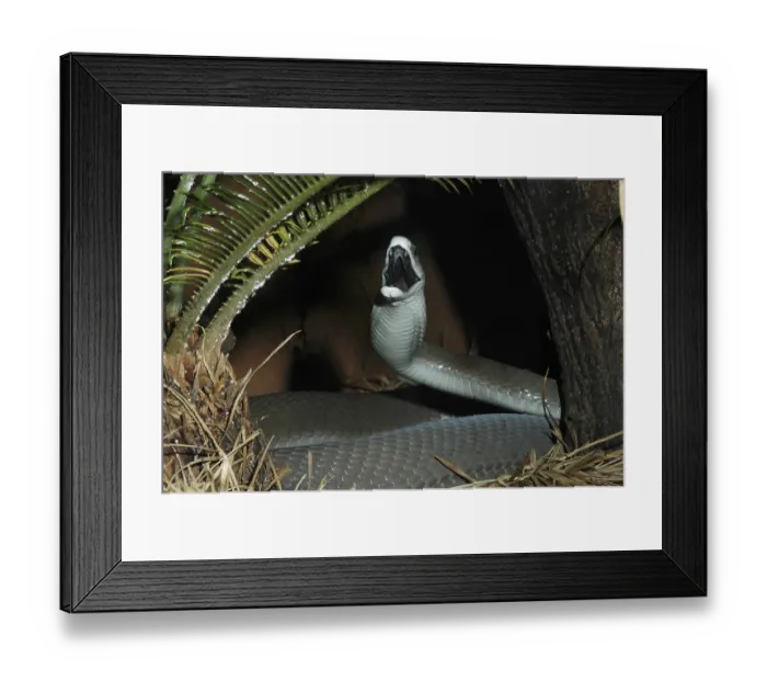 Framed Print : Black mamba (Dendroaspis polylepis)
