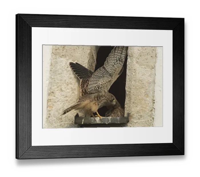 Framed Print : Kestrel (Falco tinnunculus)