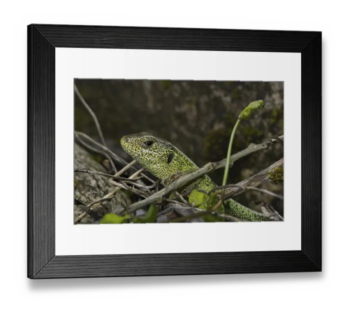 Framed Print : Sand lizard (Lacerta a. agilis) Framed Print : Sand lizard (Lacerta a. agilis)