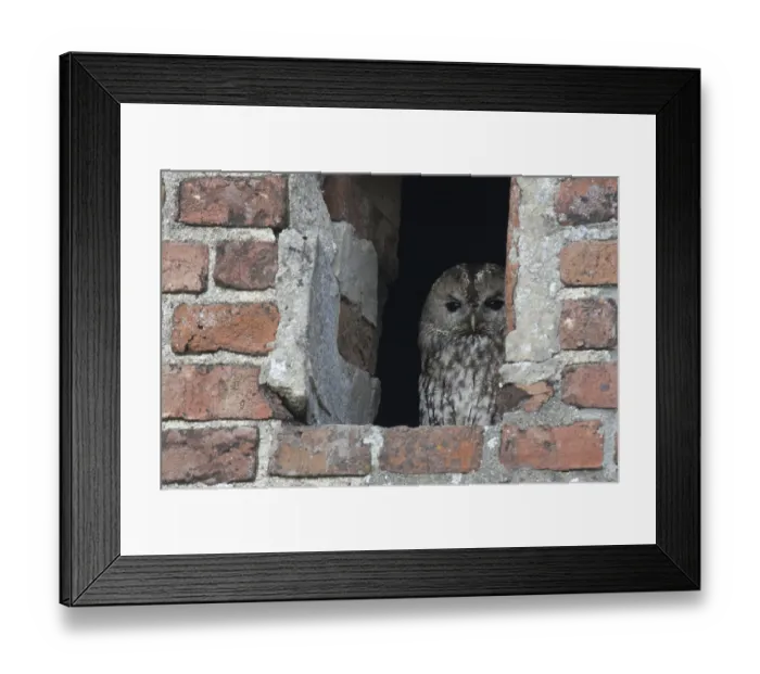Framed Print : Tawny owl (Strix aluco)