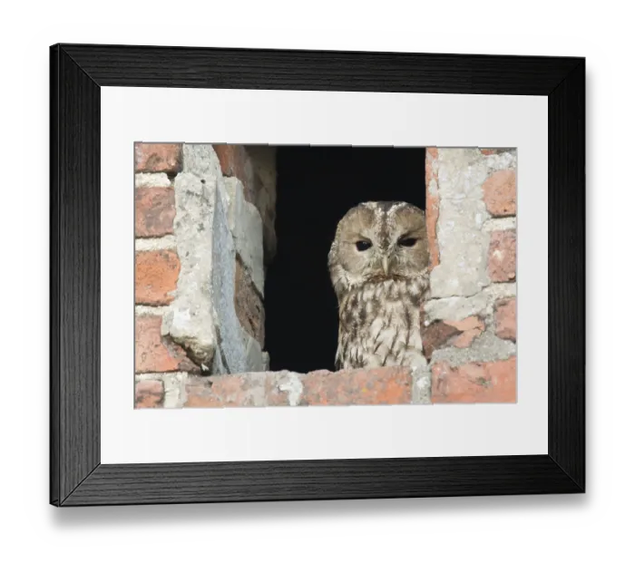 Framed Print : Tawny owl (Strix aluco) Framed Print : Tawny owl (Strix aluco)