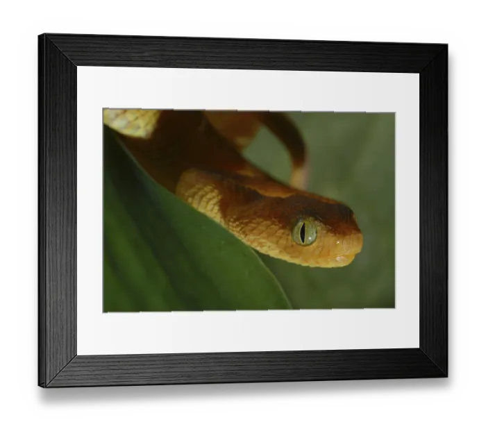 Framed Print : West African bush viper (Atheris chlorechis)