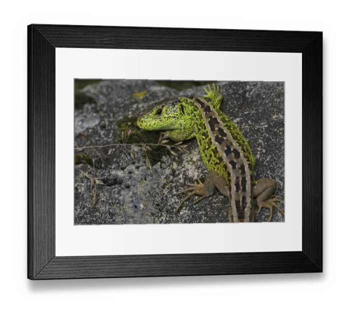 Framed Print : Sand lizard (Lacerta a. agilis) Framed Print : Sand lizard (Lacerta a. agilis)