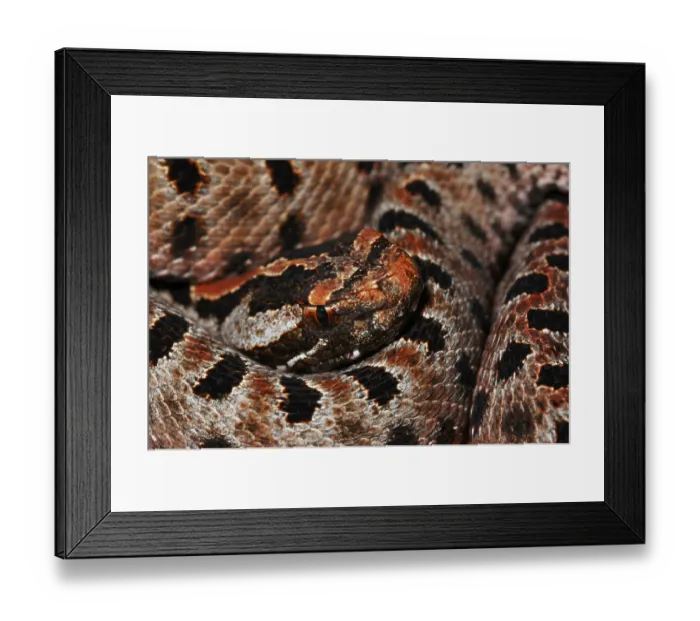 Framed Print : Red dwarf rattlesnake (Sistrurus miliarius miliarius) Framed Print : Red dwarf rattlesnake (Sistrurus miliarius miliarius)